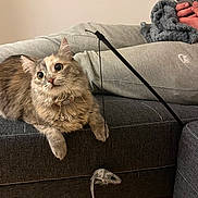 Maya participe au concours pour gagner de l'argent avec cette photo : animal, cat, collar, couch, curious_cat, domestic, fluffy, furniture, grey_sweatpants, home, indoor, leisure, nike_logo, person, pet, playing, relaxed, smartphone, toy_mouse, wooden_floor