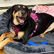 Kirby joined the competition — help win amazing prizes! dog, black_and_tan, pet, smiling, happy, lying_down, dog_bed, harness, pink, blue_toy, indoor, home, floor, wooden_floor, blanket, cushion, portrait, close_up, open_mouth, relaxed
