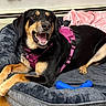 dog, black_and_tan, pet, smiling, happy, lying_down, dog_bed, harness, pink, blue_toy, indoor, home, floor, wooden_floor, blanket, cushion, portrait, close_up, open_mouth, relaxed