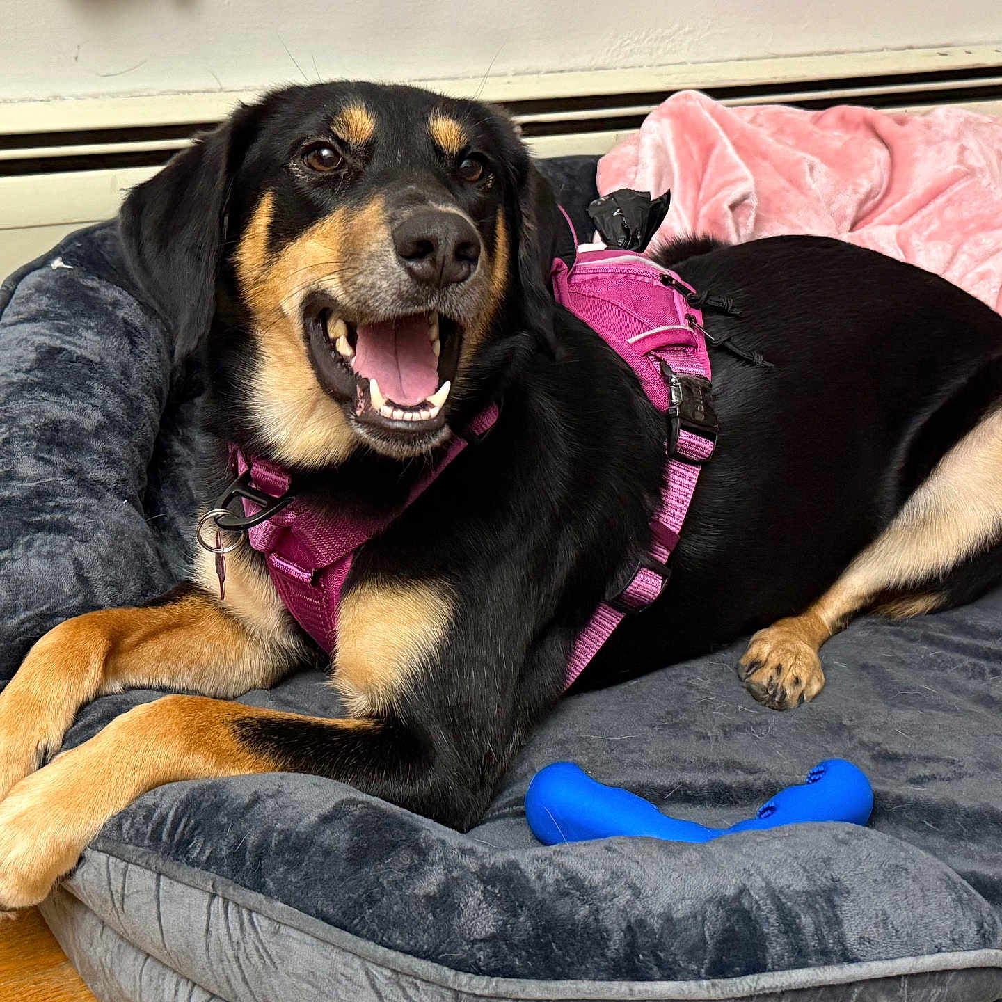 Kirby joined the competition — help win amazing prizes! dog, black_and_tan, pet, smiling, happy, lying_down, dog_bed, harness, pink, blue_toy, indoor, home, floor, wooden_floor, blanket, cushion, portrait, close_up, open_mouth, relaxed