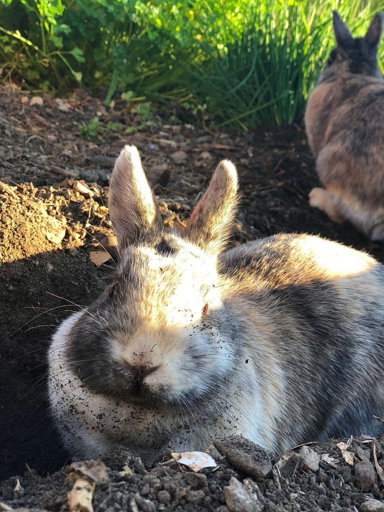 Câline a rejoint le concours — aidez-le/la à gagner de superbes lots ! audubons_cottontail, domestic_rabbit, ear, fawn, grass, hare, lower_keys_marsh_rabbit, mammal, mountain_cottontail, organism, plant, rabbit, rabbits_and_hares, snout, snowshoe_hare, terrestrial_animal, vertebrate, whiskers, wildlife, wood_rabbit