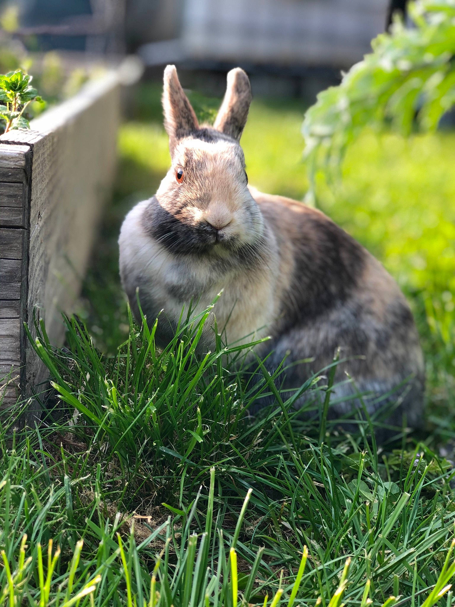 Câline a rejoint le concours — aidez-le/la à gagner de superbes lots ! domestic_rabbit, ear, fawn, grass, hare, lawn, mammal, plant, rabbit, rabbits_and_hares, snowshoe_hare, tail, vertebrate, whiskers, wildlife, wood_rabbit