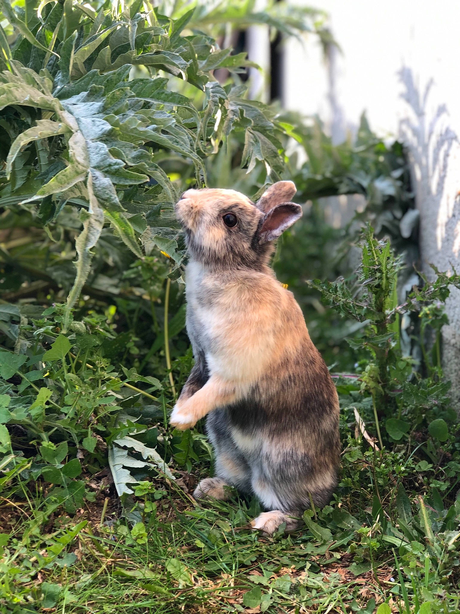 Câline a rejoint le concours — aidez-le/la à gagner de superbes lots ! canidae, carnivore, fawn, forest, grass, mammal, plant, tree, wildlife