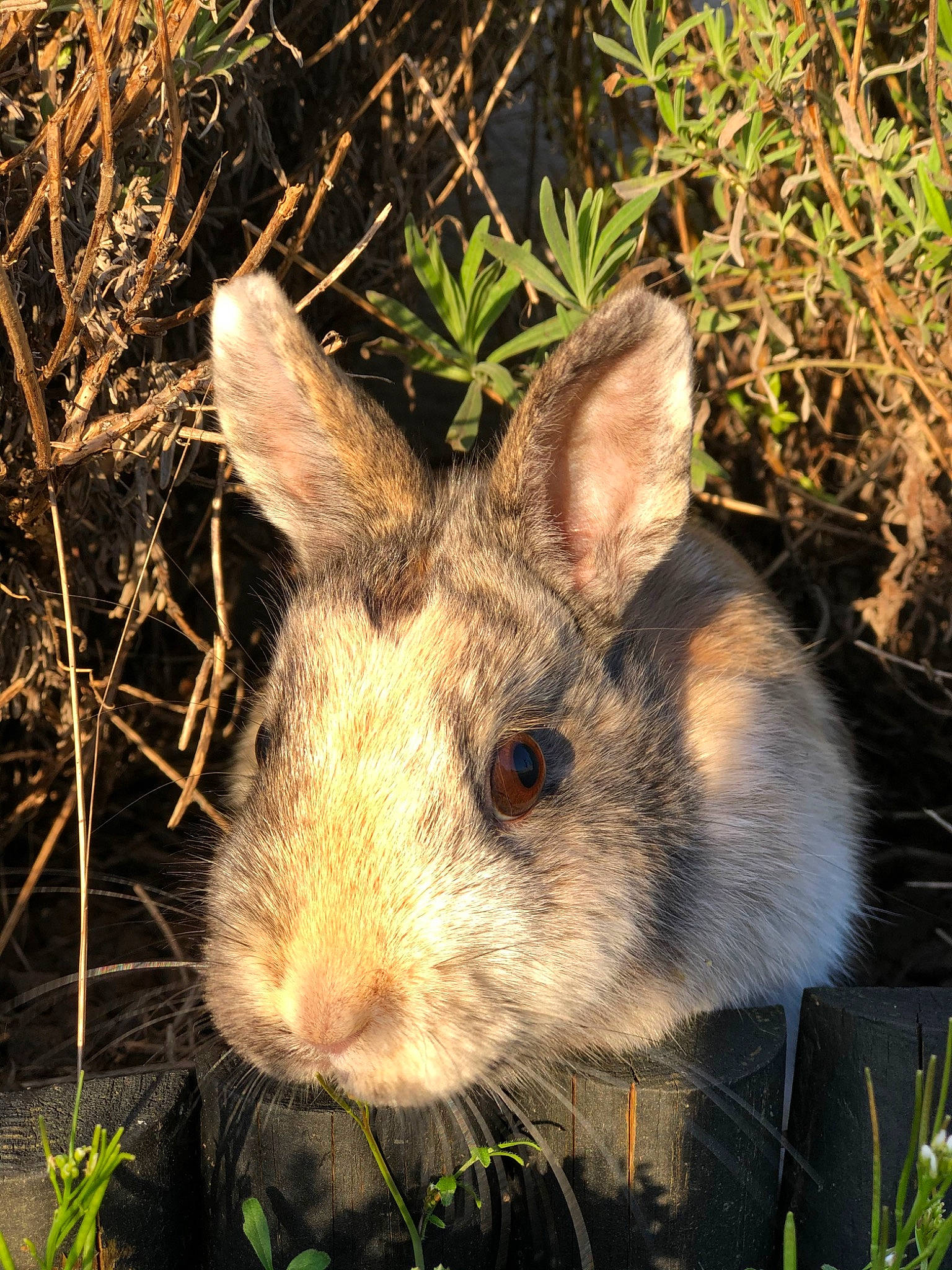 Câline participe au concours pour gagner de l'argent avec cette photo : adaptation, domestic_rabbit, fawn, grass, grass_family, hare, lower_keys_marsh_rabbit, mammal, mountain_cottontail, organism, plant, rabbit, rabbits_and_hares, snout, snowshoe_hare, terrestrial_animal, vertebrate, whiskers, wildlife, wood_rabbit