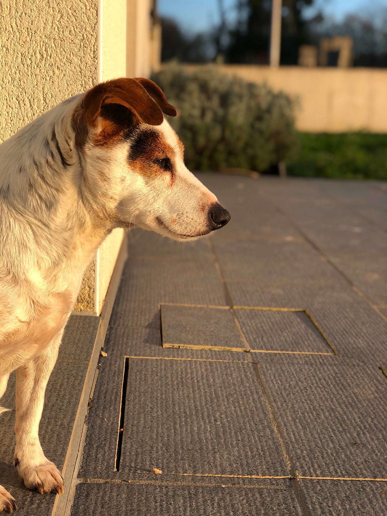 Flora participe au concours pour gagner de l'argent avec cette photo : canidae, carnivore, companion_dog, dog, dog_breed, fawn, fox_terrier, jack_russell_terrier, mammal, nose, russell_terrier, smooth_fox_terrier, snout, sporting_group, street_dog