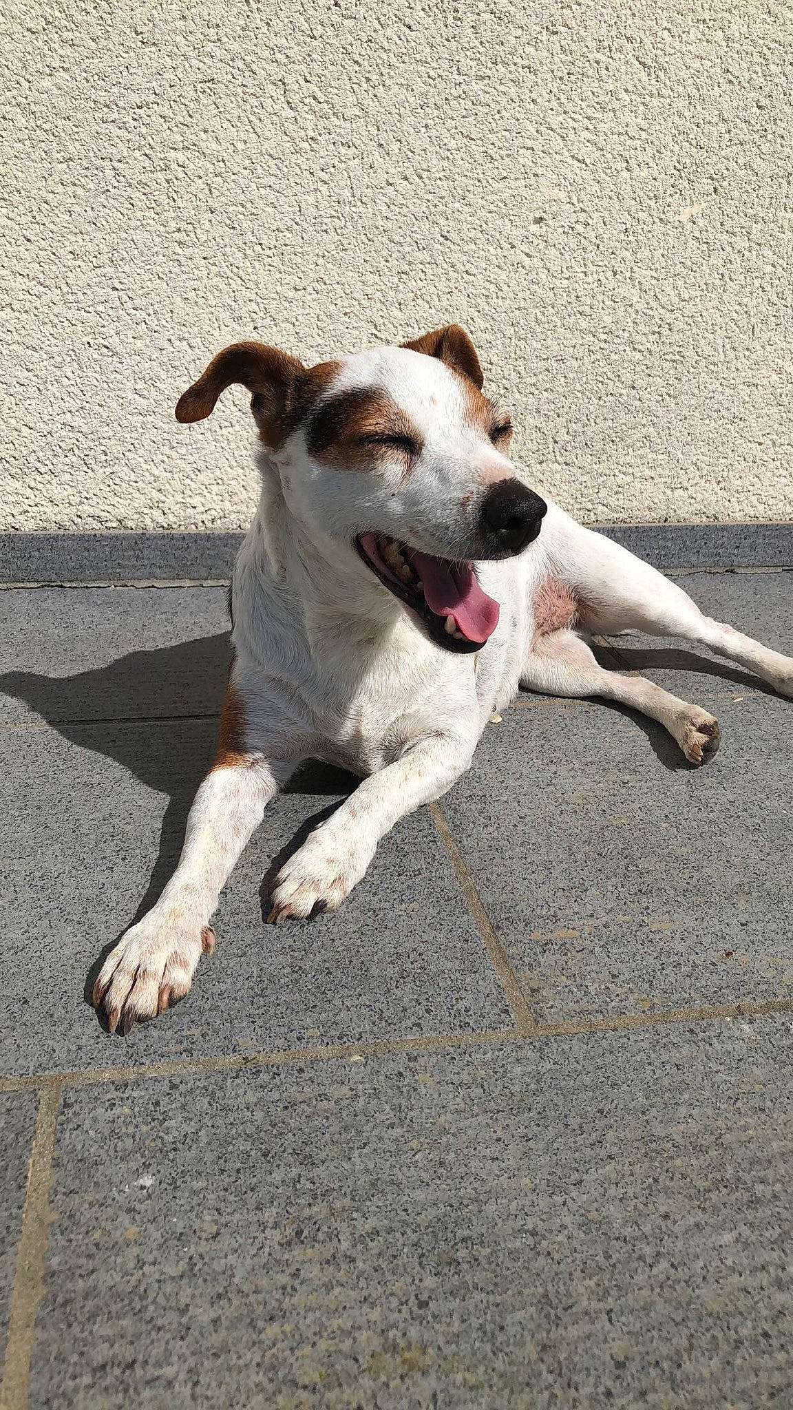 Flora a rejoint le concours — aidez-le/la à gagner de superbes lots ! aspin, canidae, carnivore, companion_dog, dog, dog_breed, fawn, feist, jack_russell_terrier, mammal, parson_russell_terrier, potcake_dog, rare_breed_dog, russell_terrier, snout, sporting_group, street_dog