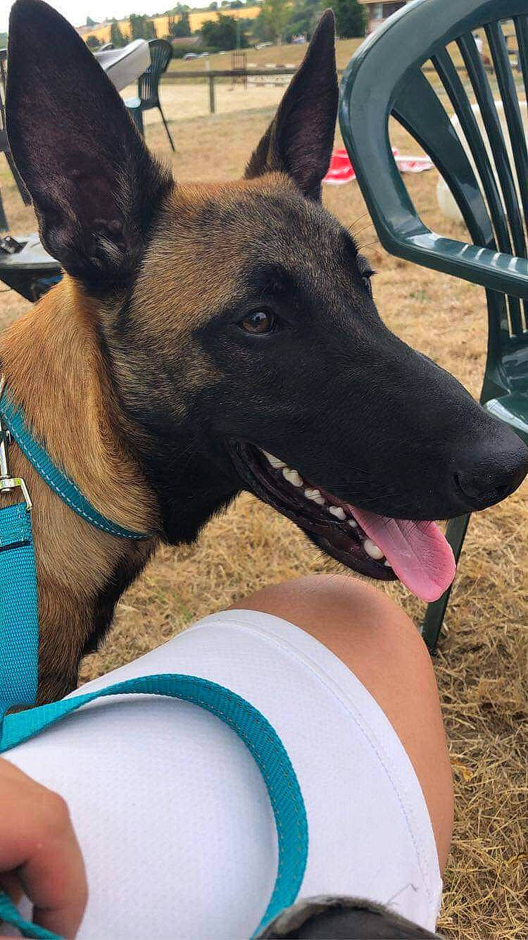 Rolex a rejoint le concours — aidez-le/la à gagner de superbes lots ! canidae, carnivore, dog, dog_breed, ear, formosan_mountain_dog, mammal, rare_breed_dog, snout, vertebrate