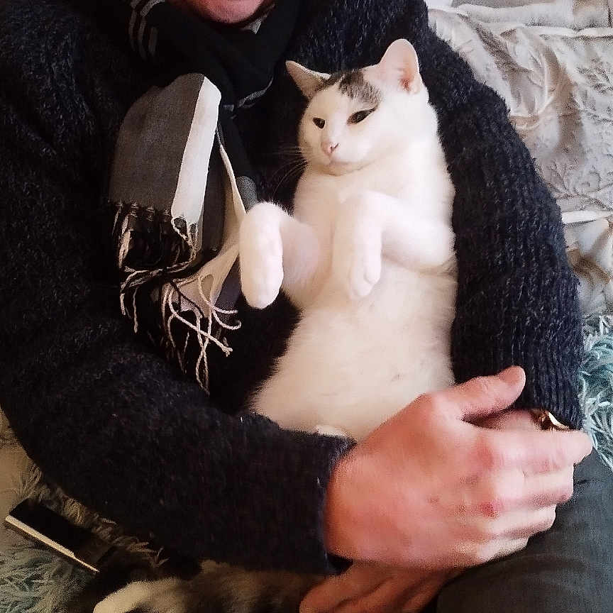 Ulysse a rejoint le concours — aidez-le/la à gagner de superbes lots ! accessories, animal, baby, bodypart, cat, clothing, couch, face, finger, furniture, glasses, hand, head, kitten, knitwear, person, pet, photography, portrait, sweater