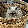 cat, persian_cat, fluffy, long_hair, whiskers, wicker_basket, basket, pet, animal, indoor, cozy, closeup, portrait, eyes, fur, adorable, cute, home, texture, sitting