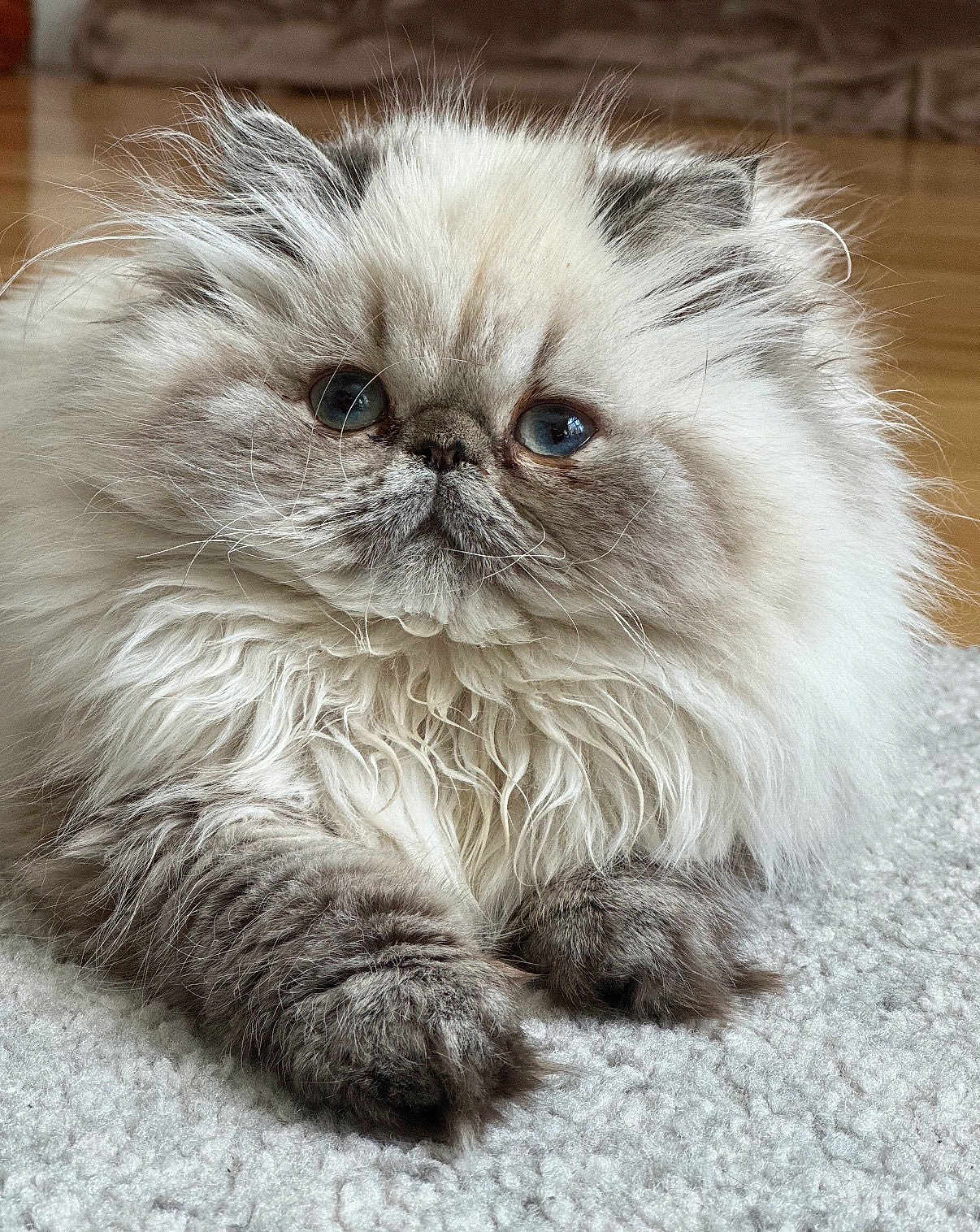 Pearl joined the competition — help win amazing prizes! cat, fluffy_cat, persian_cat, blue_eyes, long_hair, pet, indoor, close_up, portrait, whiskers, paws, fur, adorable, sleepy, carpet, cozy, domestic_animal, mammal, flat_face, round_face
