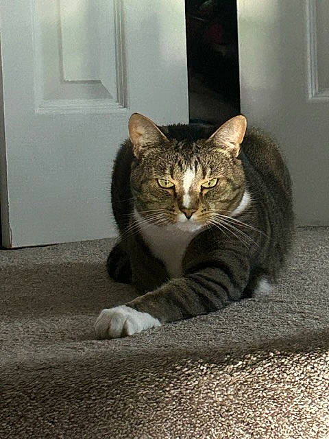 Disney joined the competition — help win amazing prizes! carnivore, cat, cat_supply, domestic_short_haired_cat, door, felidae, flooring, fur, grey, mammal, paw, road_surface, sitting, small_to_medium_sized_cats, snout, tail, terrestrial_animal, vertebrate, whiskers, window