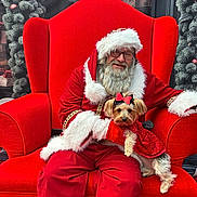 Roxie joined the competition — help win amazing prizes! santa_claus, dog, red_chair, christmas, holiday, festive, beard, glasses, costume, red_outfit, bow, small_dog, decorations, greenery, indoor, portrait, smiling, seated, celebration, winter