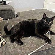 Lucy joined the competition — help win amazing prizes! abyssinian, accessories, animal, architecture, armchair, blackcat, building, cat, chair, couch, cushion, furniture, homedecor, indoors, linen, livingroom, manx, pet, room, strap