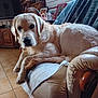 dog, golden_retriever, pet, indoor, armchair, blanket, window, wooden_furniture, family_photos, living_room, floor_tiles, calm, cute, fur, animal, home, cozy, relaxed, portrait, domestic
