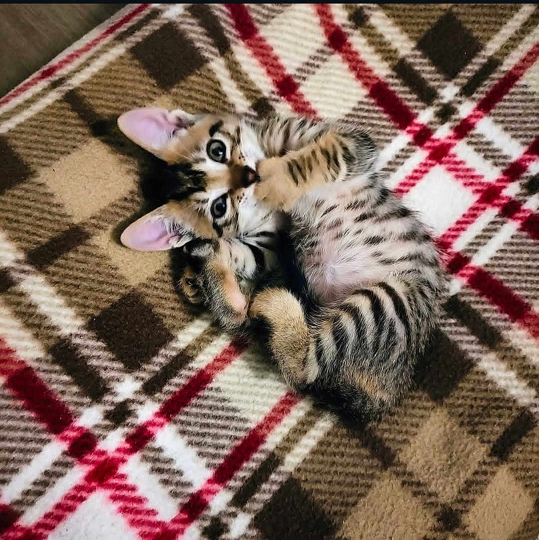 Tochus joined the competition — help win amazing prizes! kitten, cat, pet, animal, fur, striped, plaid_blanket, cute, small, domestic, mammal, whiskers, ears, paws, relaxed, indoor, young, sleepy, cozy, soft