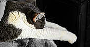 Oliver is registered to the contest to win money with this photo: animal, black_and_white, blanket, cat, closeup, comfort, cozy, feline, fur, indoor, paw, pet, quiet, relaxation, resting, sleeping, soft, stretching, texture, whiskers