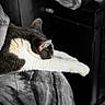 Oliver is registered to the contest to win money with this photo: cat, stretching, feline, fur, whiskers, relaxation, blanket, indoor, cozy, sleeping, paw, animal, pet, soft, resting, comfort, black_and_white, texture, closeup, quiet