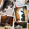 Oliver joined the competition — help win amazing prizes! animal, blanket, carpet, cat, collage, corkboard, cute, fur, furniture, indoor, lying_down, pet, photo, pinned, relaxed, sleeping, striped, tabby, white, wooden_floor