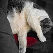 Oliver is registered to the contest to win money with this photo: animal, blanket, cat, closeup, cozy, cute, domestic, feline, fur, grey, indoor, pattern, paw, pet, relaxed, resting, sleeping, soft, stretching, white