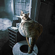 Oliver is registered to the contest to win money with this photo: cat, cat_tree, furniture, indoor, pet, animal, tabby_cat, curious, looking_back, cozy, weekly_planner, cabinet, soft_light, home, domestic_cat, whiskers, ears, tail, feline, resting