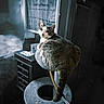 Oliver is registered to the contest to win money with this photo: animal, cabinet, cat, cat_tree, cozy, curious, domestic_cat, ears, feline, furniture, home, indoor, looking_back, pet, resting, soft_light, tabby_cat, tail, weekly_planner, whiskers
