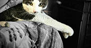 Oliver is registered to the contest to win money with this photo: cat, animal, pet, feline, indoor, blanket, fur, whiskers, paw, green_eyes, curious, relaxed, stretching, closeup, soft_texture, cozy, resting, black_and_white_background, pattern, domestic