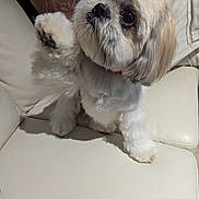 Daisy participe au concours pour gagner de l'argent avec cette photo : animal, closeup, companion, cute, cute_pet, dog, domestic, fluffy, friendly, fur, indoor, indoor_lighting, leather_couch, paw, pet, raised_paw, sitting, small_dog, tattoo, white