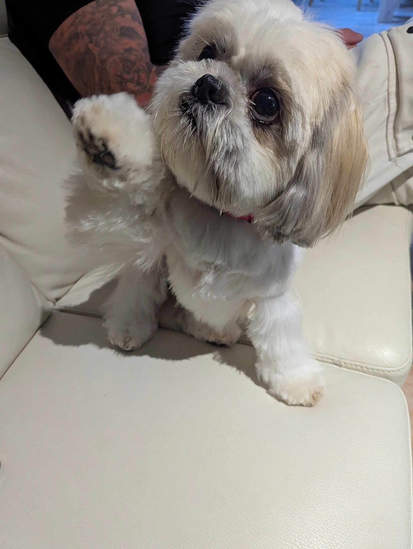 Daisy participe au concours pour gagner de l'argent avec cette photo : animal, closeup, companion, cute, cute_pet, dog, domestic, fluffy, friendly, fur, indoor, indoor_lighting, leather_couch, paw, pet, raised_paw, sitting, small_dog, tattoo, white