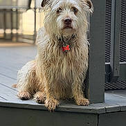 Louis is registered to the contest to win money with this photo: dog, wet_fur, scruffy, pet, porch, wooden_floor, gray, outdoor, animal, leash_tag, red_tag, post, plant, basket, sitting, close_up, fur, canine, calm, daylight
