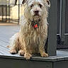 dog, wet_fur, scruffy, pet, porch, wooden_floor, gray, outdoor, animal, leash_tag, red_tag, post, plant, basket, sitting, close_up, fur, canine, calm, daylight