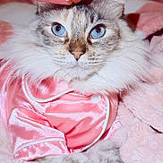 Kiki Mama joined the competition — help win amazing prizes! animal_face, blue_eyes, cat, close_up, comfort, cozy, cute, domestic_animal, feline, fluffy_fur, indoor, pet, pink_bow, pink_outfit, pink_theme, portrait, relaxed, sleepwear, soft_blanket, whiskers