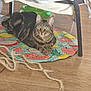 cat, tabby_cat, indoor, floor, mat, fruit_pattern, rope_toy, chair, newspaper, wooden_floor, pet, animal, relaxed, curious, domestic, feline, striped_fur, paws, whiskers, eyes