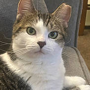 Sprocket joined the competition — help win amazing prizes! animal, cat, close_up, couch, cozy, domestic_animal, ears, feline, fur, green_eyes, household, indoor, pet, portrait, relaxing, sitting, soft_lighting, tabby, whiskers, white_fur