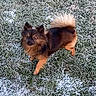 animal, black_fur, brown_fur, cold_weather, curled_tail, dog, fluffy, frost, grass, long_hair, looking_up, nature, outdoor, pet, pointed_ears, portrait, small_dog, standing, vertical_photo, winter