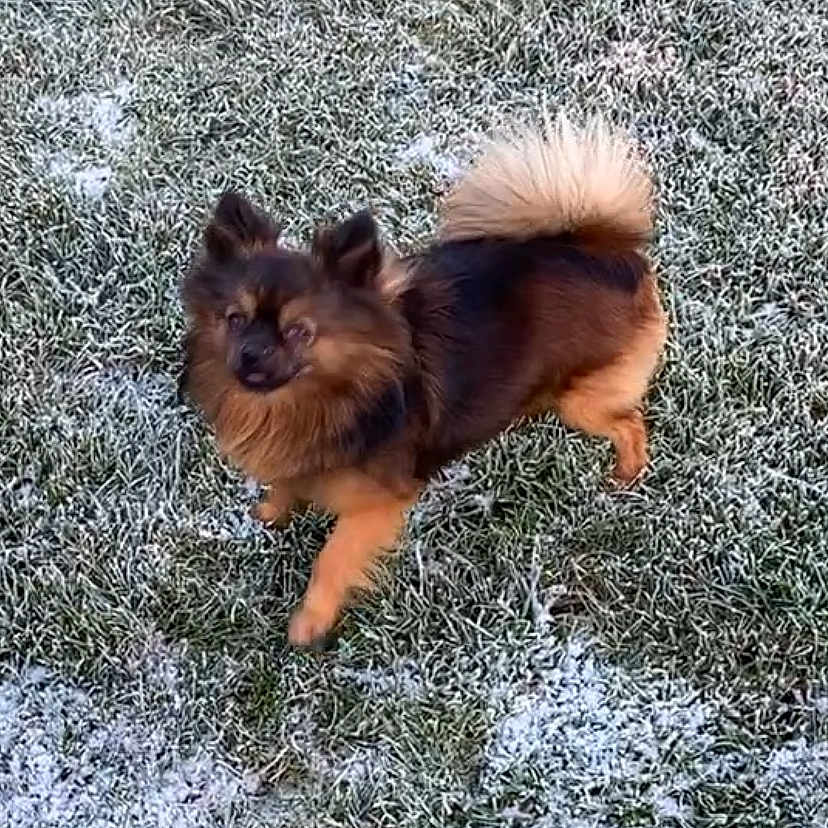 Tsuki