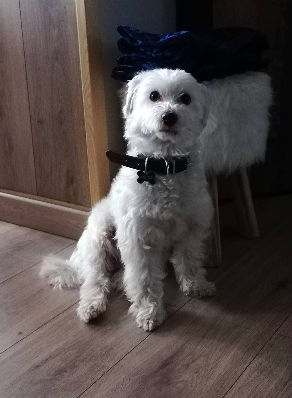 Junior a rejoint le concours — aidez-le/la à gagner de superbes lots ! canidae, carnivore, companion_dog, dog, dog_breed, dog_collar, dog_supply, flooring, fur, glasses, hardwood, maltepoo, small_terrier, snout, sporting_group, sunglasses, terrier, toy_dog, water_dog, wood