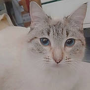 Ashana a rejoint le concours — aidez-le/la à gagner de superbes lots ! cat, kitten, blue_eyes, white_fur, gray_markings, fluffy, animal, pet, portrait, close_up, face, whiskers, ears, nose, tail, sitting, indoors, home, cozy, looking_at_camera