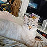 Ashana participe au concours pour gagner de l'argent avec cette photo : cat, pet, animal, blue_eyes, cream_fur, striped_fur, sitting, lying_down, bed, blanket, indoors, bedroom, television, lamp, boxes, home, portrait, close_up, alert, relaxed