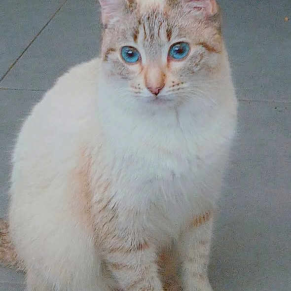 Ashana participe au concours pour gagner de l'argent avec cette photo : cat, kitten, blue_eyes, cream_fur, orange_tabby, fluffy, sitting, portrait, pet, animal, whiskers, ears, paws, indoor, tile_floor, close_up, looking_at_camera, white_fur, cute, serious_expression