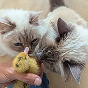 Joy participe au concours pour gagner de l'argent avec cette photo : cat, duckling, hand, animal, feline, yellow, curious, pet, fluffy, closeup, sniffing, cute, indoor, mammal, baby_bird, human_hand, domestic, soft_fur, small_animal, interaction