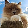 cat, fluffy, paws, wood, post, outdoor, sky, clouds, sunlight, closeup, animal, pet, feline, nature, relaxed, fur, whiskers, daylight, blue_sky, wood_texture