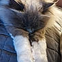 Joy participe au concours pour gagner de l'argent avec cette photo : cat, sleeping, fluffy, paws, white_paws, gray_fur, close_up, cozy, indoor, resting, pet, animal, cute, soft, quiet, relaxed, feline, whiskers, domestic_cat, nap