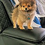 Royce joined the competition — help win amazing prizes! dog, puppy, pomeranian, fluffy, fur, leather_chair, armrest, blanket, blue, white, indoor, pet, cute, small_dog, collar, bell, curious, standing, furniture, domestic