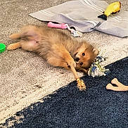 Royce joined the competition — help win amazing prizes! puppy, dog, toy, rope_toy, carpet, indoor, playful, lying_down, pet, cute, animal, furry, chew_toy, yellow_toy, blue_carpet, beige_carpet, floor, relaxed, small_dog, household