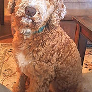 Beau is registered to the contest to win money with this photo: dog, curly_fur, indoor, rug, brown_dog, pet, cozy, furniture, table, couch, warm_lighting, portrait, animal, companion, sitting, curious, fluffy, home, domestic, canine