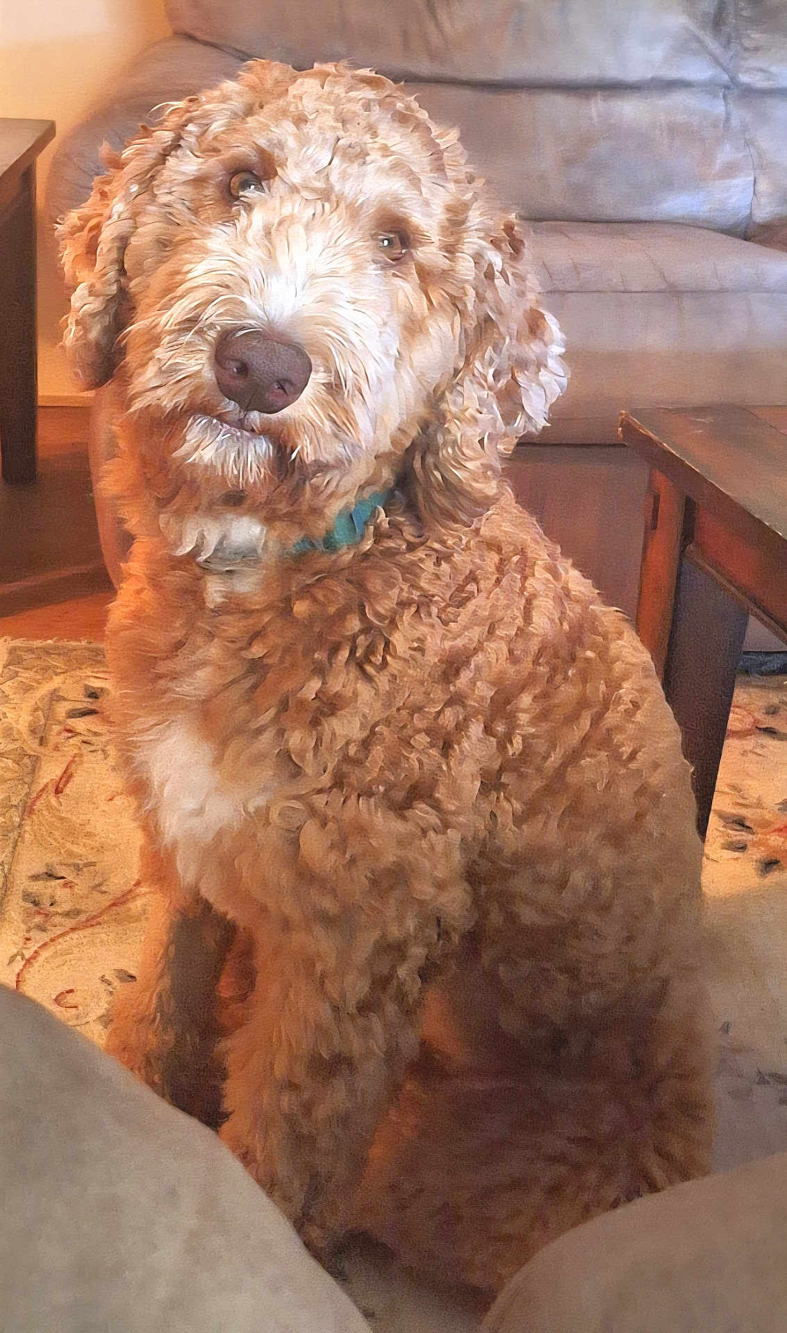 Beau is registered to the contest to win money with this photo: dog, curly_fur, indoor, rug, brown_dog, pet, cozy, furniture, table, couch, warm_lighting, portrait, animal, companion, sitting, curious, fluffy, home, domestic, canine