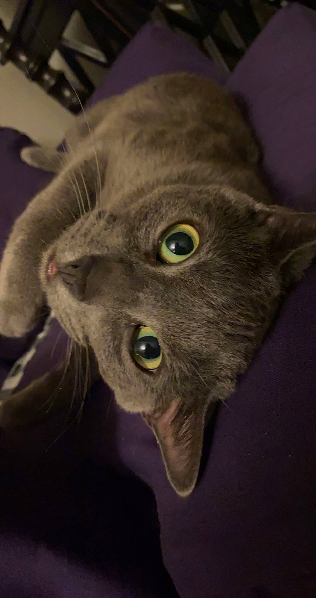 Todd joined the competition — help win amazing prizes! carnivore, cat, domestic_short_haired_cat, ear, felidae, fur, grey, russian_blue, small_to_medium_sized_cats, snout, whiskers