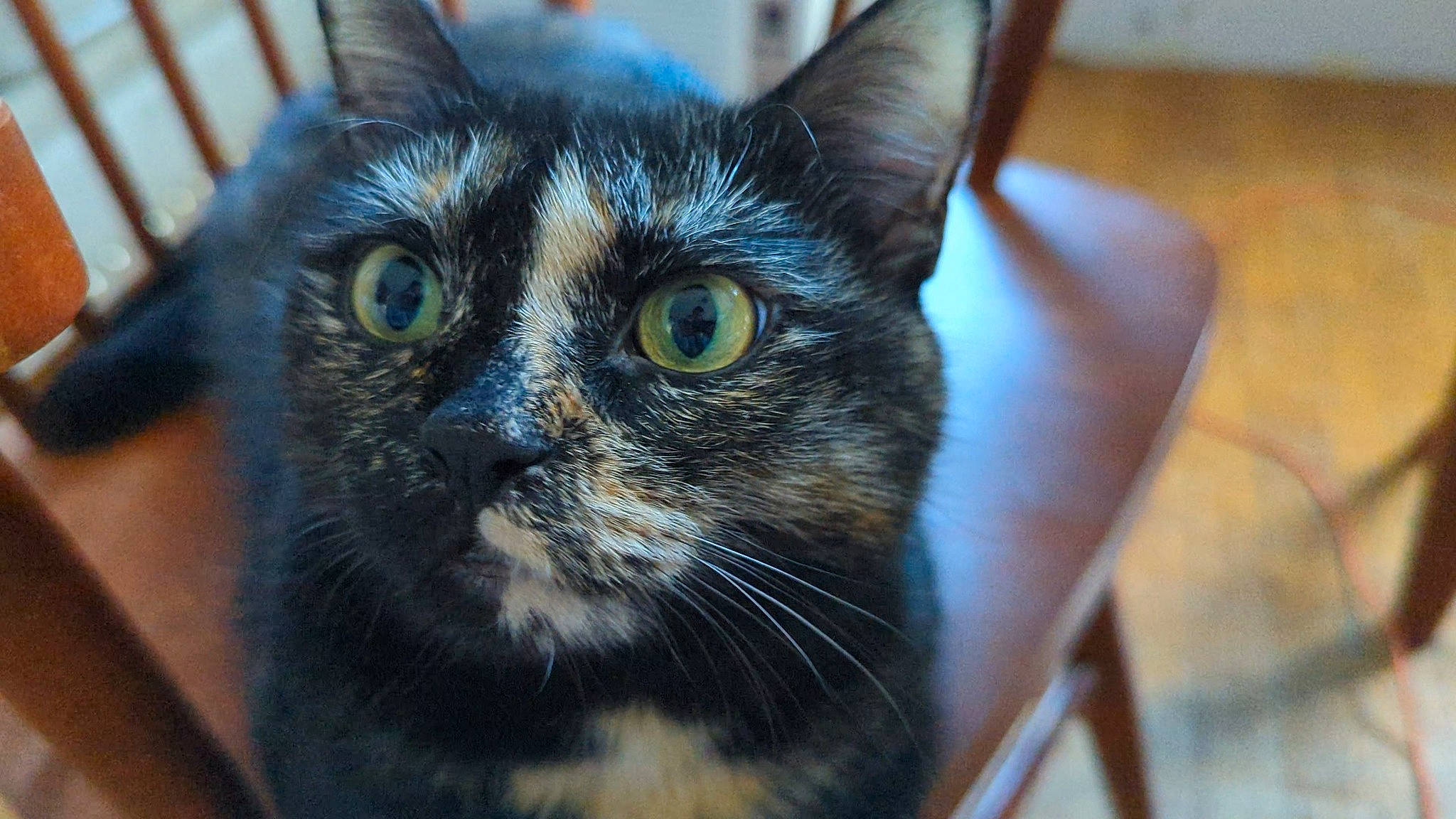 Nala is registered to the contest to win money with this photo: black_cat, carnivore, cat, domestic_short_haired_cat, ear, electric_blue, felidae, fur, small_to_medium_sized_cats, snout, terrestrial_animal, tree, whiskers, wildlife