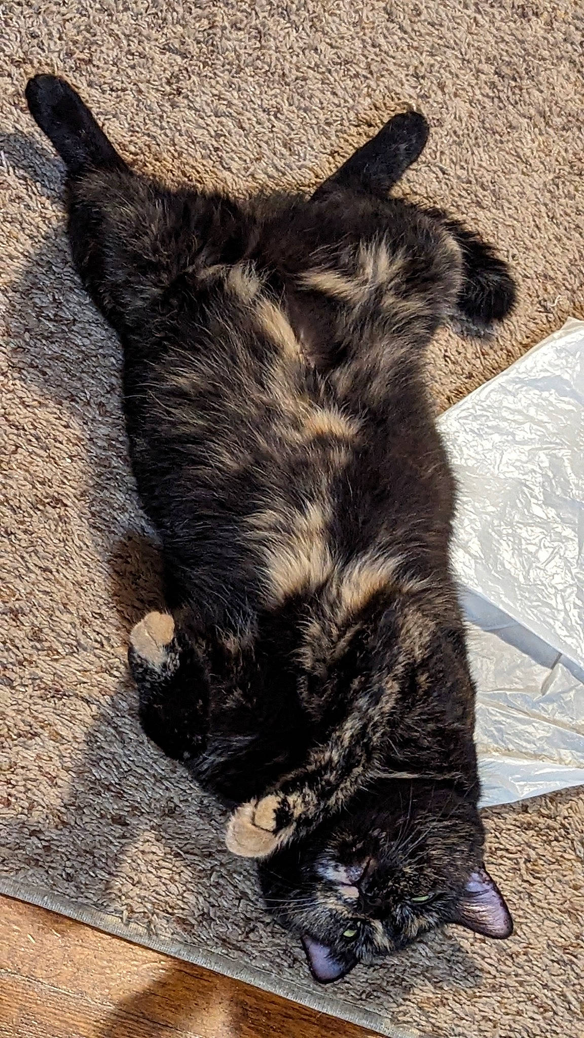 Nala is registered to the contest to win money with this photo: carnivore, cat, claw, dog_breed, domestic_short_haired_cat, felidae, flooring, foot, fur, gesture, human_leg, paw, shadow, small_to_medium_sized_cats, snout, sporting_group, tail, terrestrial_animal, whiskers, wood