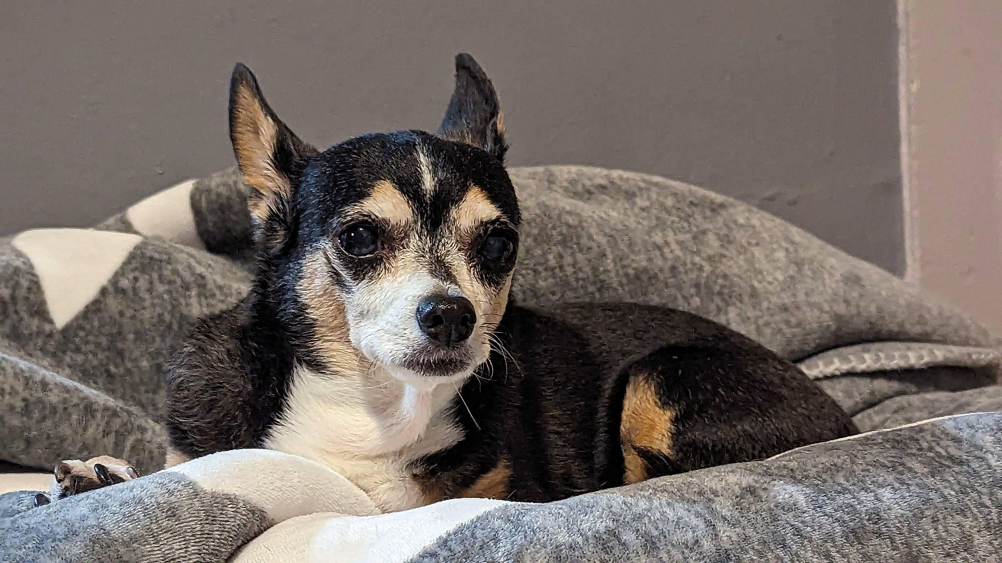 Abby joined the competition — help win amazing prizes! ancient_dog_breeds, canidae, carnivore, comfort, companion_dog, couch, dog, dog_breed, fur, non_sporting_group, puppy, sitting, sporting_group, terrestrial_animal, terrier, whiskers, working_animal, working_dog